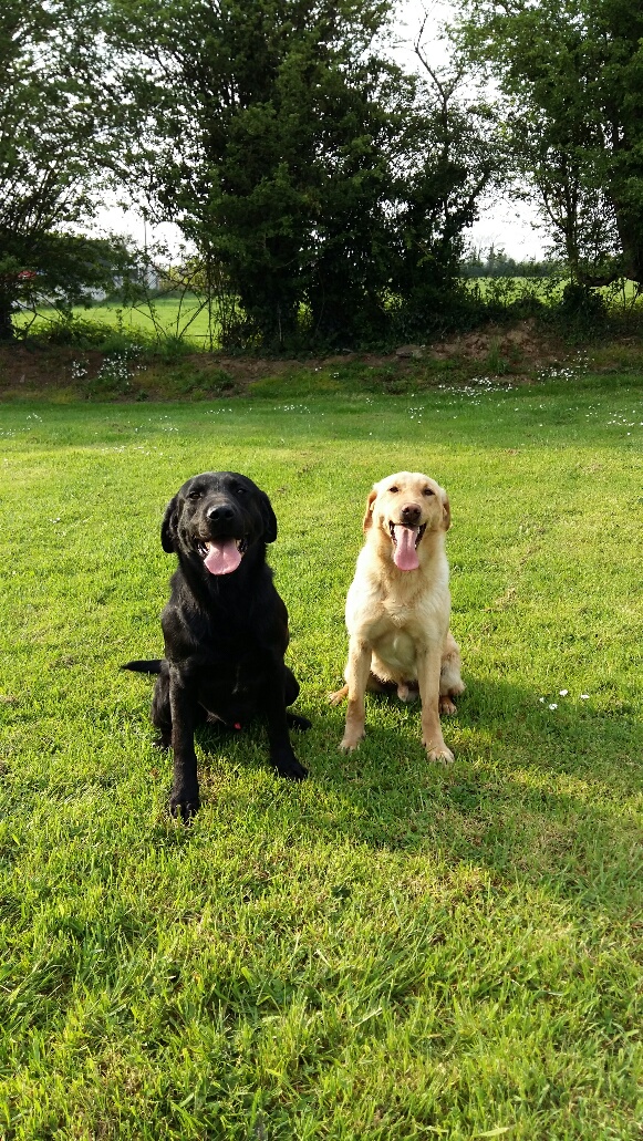 trained gundogs for sale